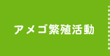 アメゴ繁殖活動