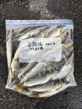 桑尾沈下橋